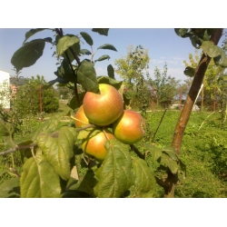 PİRAZİZ ELMASI